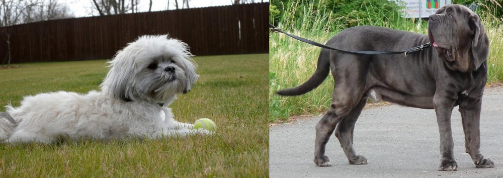 Neapolitan Mastiff vs Mal-Shi - Breed Comparison