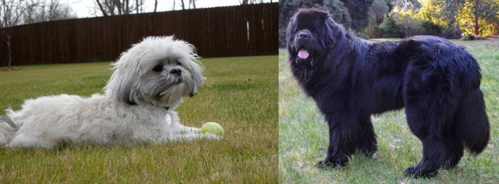 Newfoundland Dog vs Mal-Shi - Breed Comparison