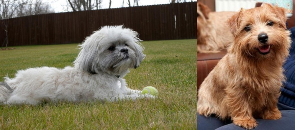 Norfolk Terrier vs Mal-Shi - Breed Comparison