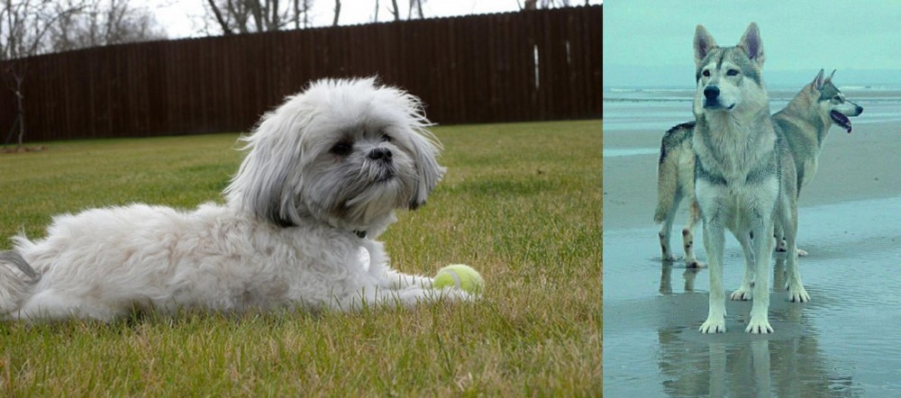 Northern Inuit Dog vs Mal-Shi - Breed Comparison