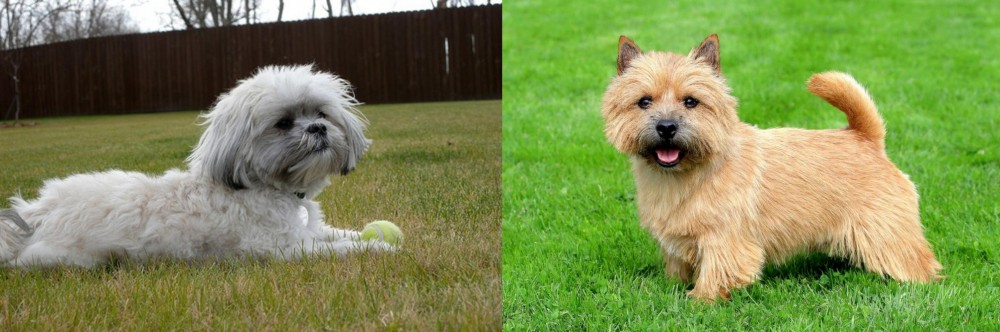 Norwich Terrier vs Mal-Shi - Breed Comparison
