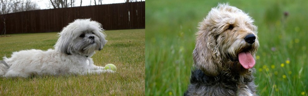 Otterhound vs Mal-Shi - Breed Comparison