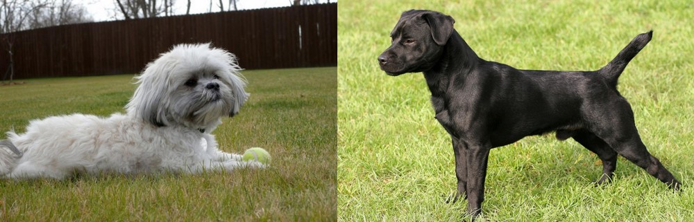 Patterdale Terrier vs Mal-Shi - Breed Comparison
