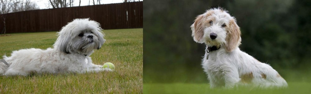 Petit Basset Griffon Vendeen vs Mal-Shi - Breed Comparison