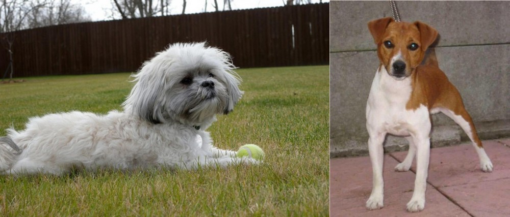 Plummer Terrier vs Mal-Shi - Breed Comparison