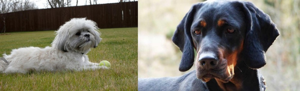 Polish Hunting Dog vs Mal-Shi - Breed Comparison