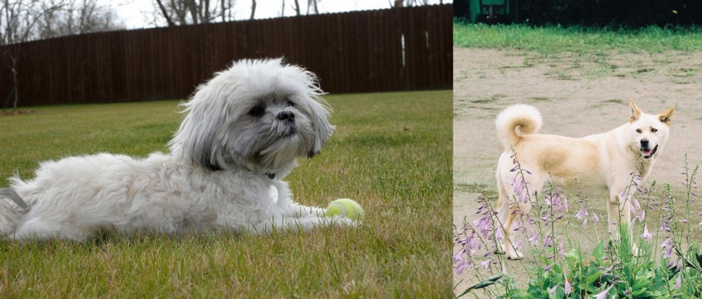 Pungsan Dog vs Mal-Shi - Breed Comparison