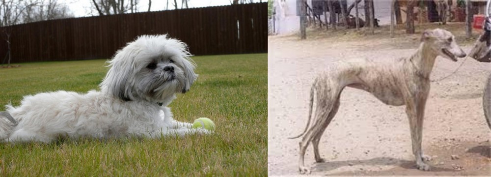 Rampur Greyhound vs Mal-Shi - Breed Comparison
