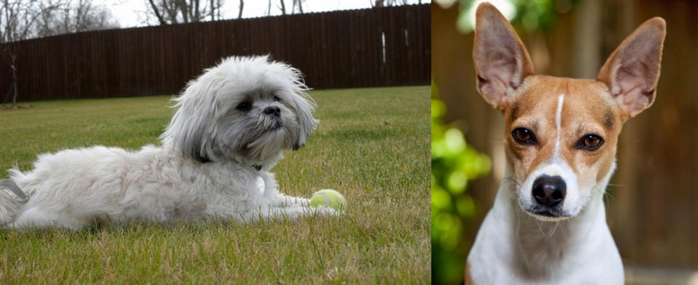 Rat Terrier vs Mal-Shi - Breed Comparison