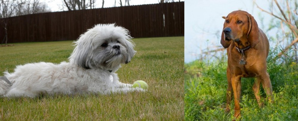 Redbone Coonhound vs Mal-Shi - Breed Comparison