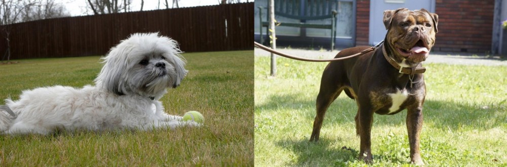 Renascence Bulldogge vs Mal-Shi - Breed Comparison