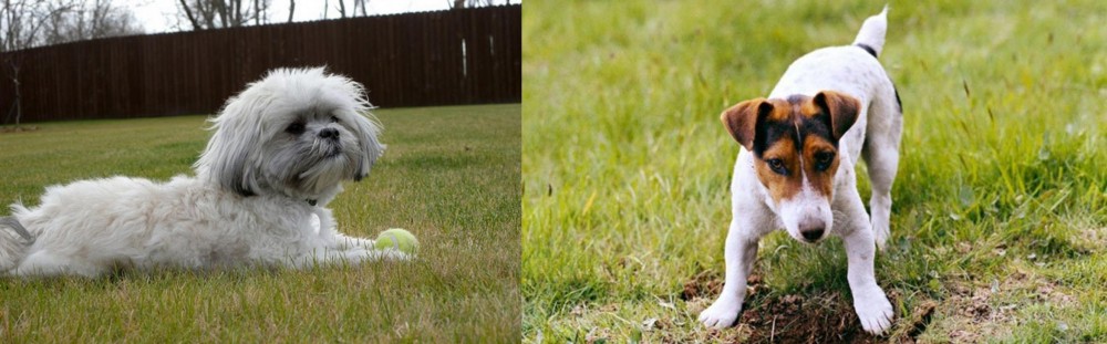 Russell Terrier vs Mal-Shi - Breed Comparison