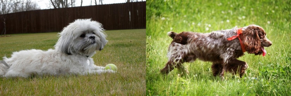 Russian Spaniel vs Mal-Shi - Breed Comparison