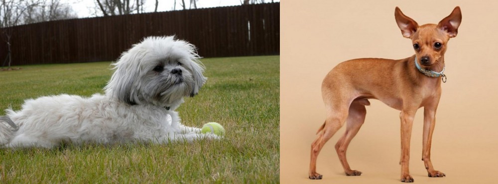 Russian Toy Terrier vs Mal-Shi - Breed Comparison