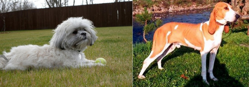 Schweizer Laufhund vs Mal-Shi - Breed Comparison