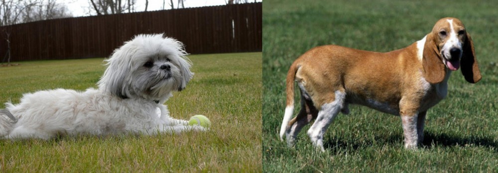 Schweizer Niederlaufhund vs Mal-Shi - Breed Comparison