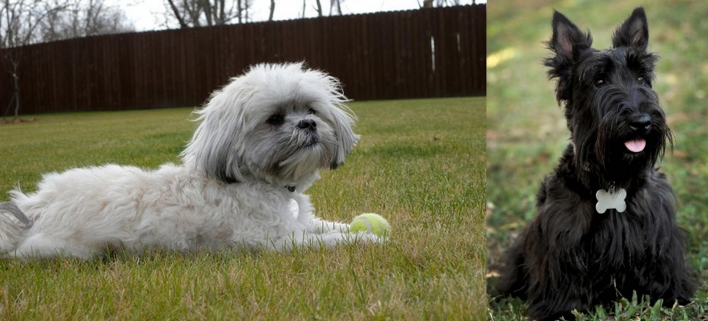 Scoland Terrier vs Mal-Shi - Breed Comparison