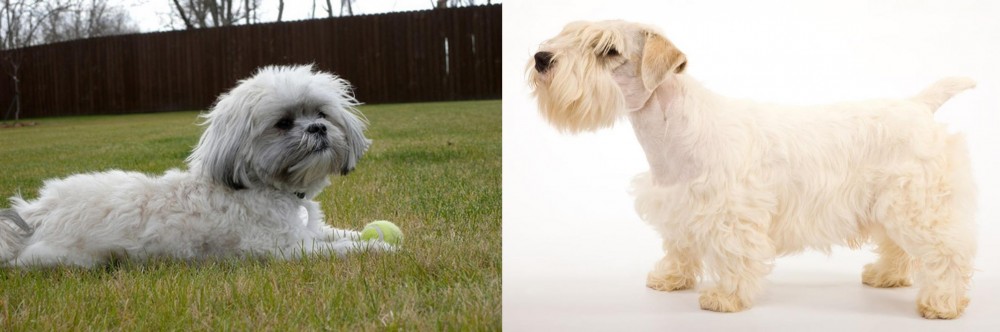 Sealyham Terrier vs Mal-Shi - Breed Comparison