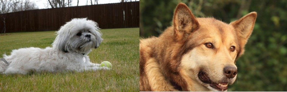 Seppala Siberian Sleddog vs Mal-Shi - Breed Comparison