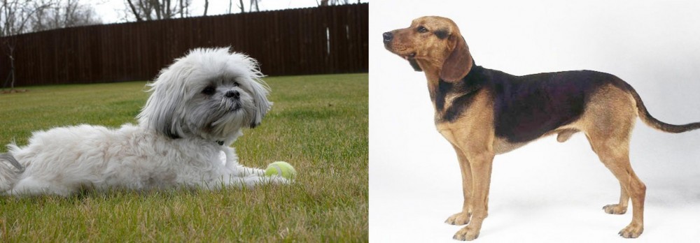 Serbian Hound vs Mal-Shi - Breed Comparison