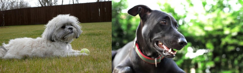Shepard Labrador vs Mal-Shi - Breed Comparison