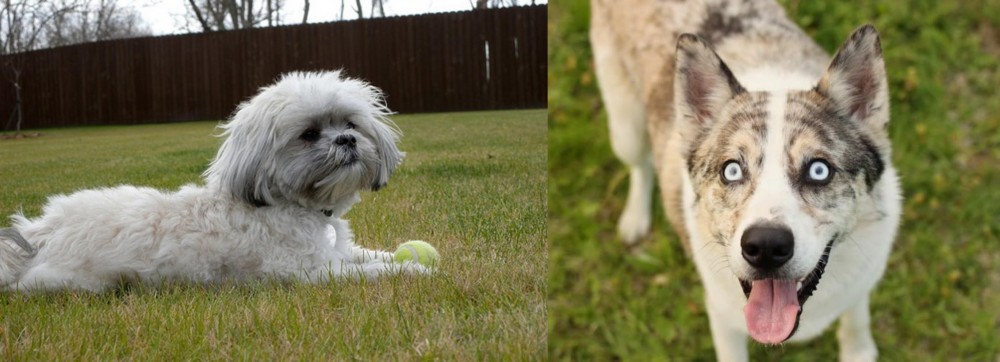 Shepherd Husky vs Mal-Shi - Breed Comparison