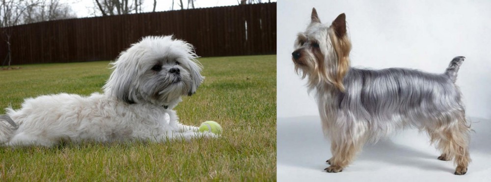 Silky Terrier vs Mal-Shi - Breed Comparison