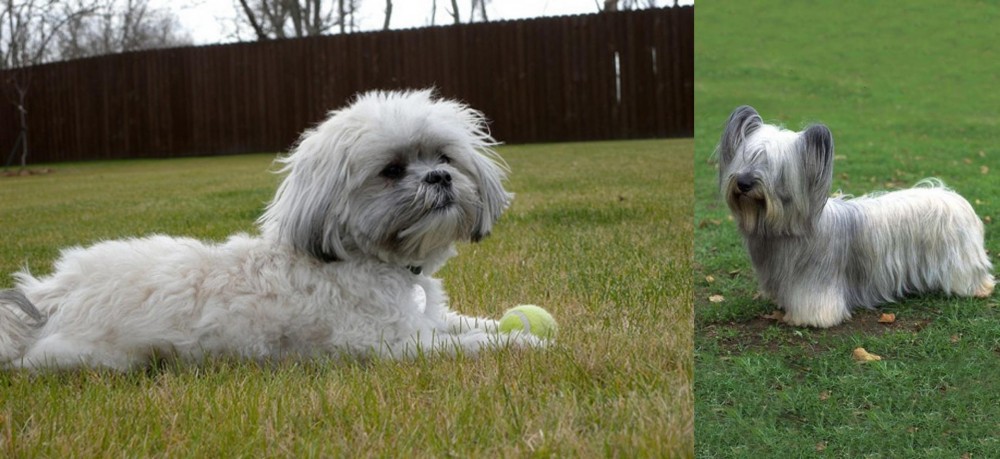 Skye Terrier vs Mal-Shi - Breed Comparison