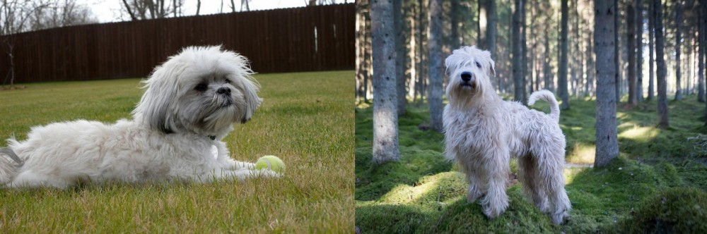 Soft-Coated Wheaten Terrier vs Mal-Shi - Breed Comparison