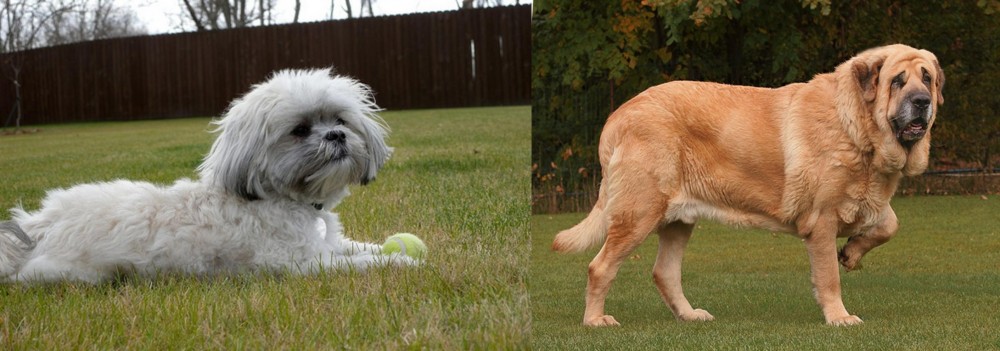 Spanish Mastiff vs Mal-Shi - Breed Comparison