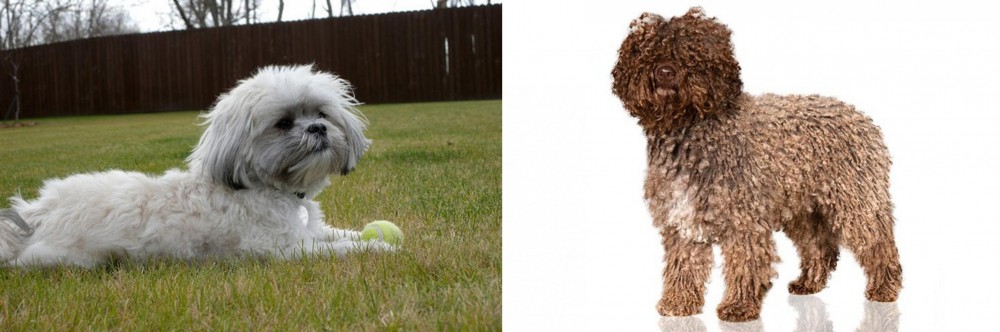 Spanish Water Dog vs Mal-Shi - Breed Comparison