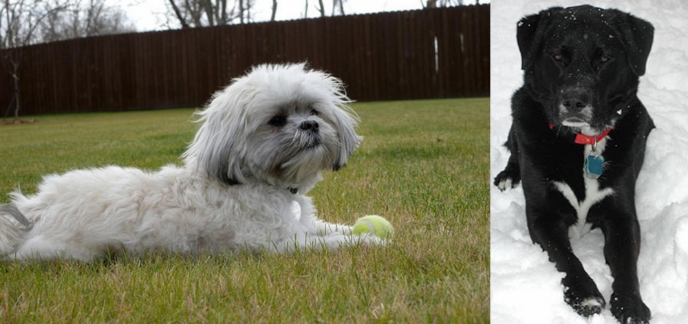 St. John's Water Dog vs Mal-Shi - Breed Comparison