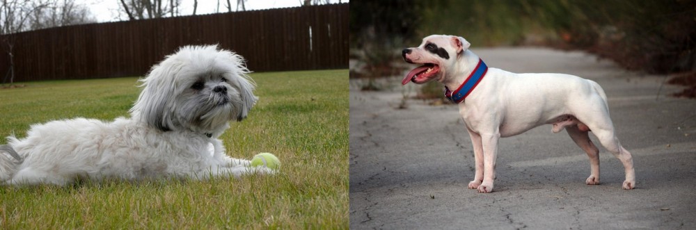 Staffordshire Bull Terrier vs Mal-Shi - Breed Comparison