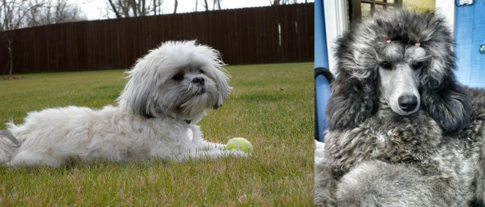 Standard Poodle vs Mal-Shi - Breed Comparison