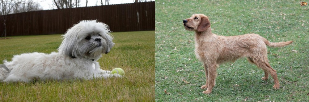 Styrian Coarse Haired Hound vs Mal-Shi - Breed Comparison