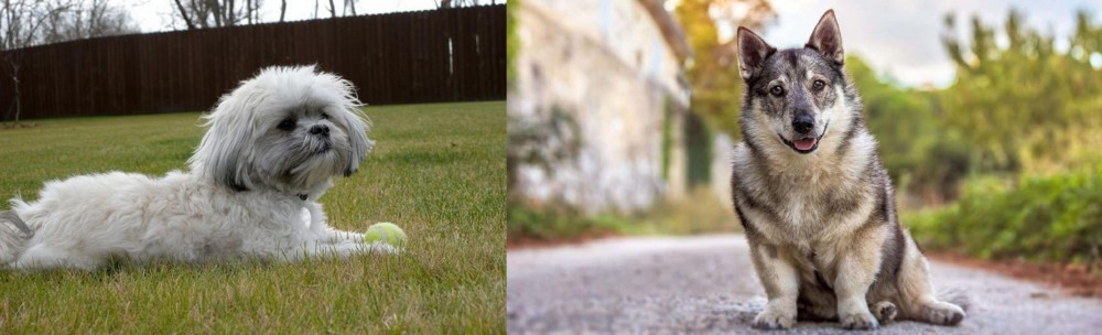 Swedish Vallhund vs Mal-Shi - Breed Comparison