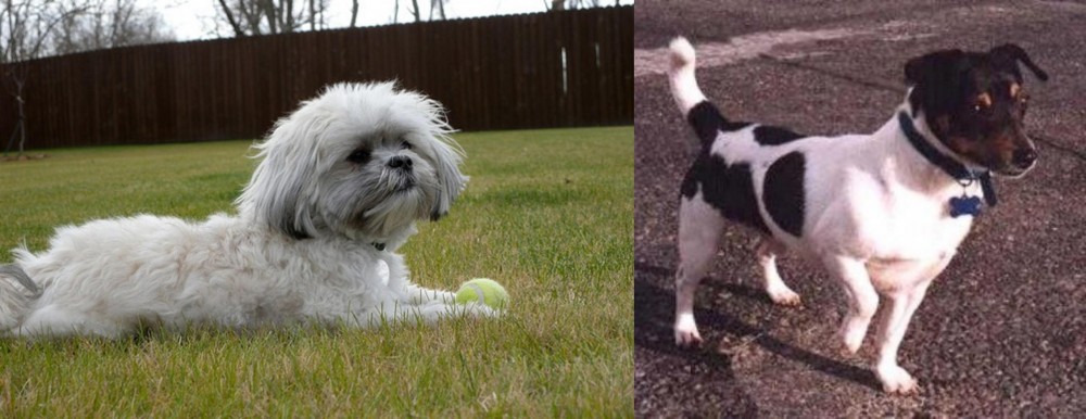 Teddy Roosevelt Terrier vs Mal-Shi - Breed Comparison