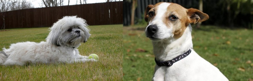 Tenterfield Terrier vs Mal-Shi - Breed Comparison