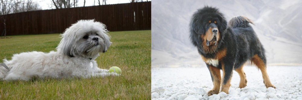 Tibetan Mastiff vs Mal-Shi - Breed Comparison