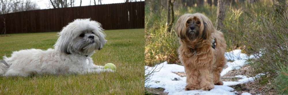 Tibetan Terrier vs Mal-Shi - Breed Comparison