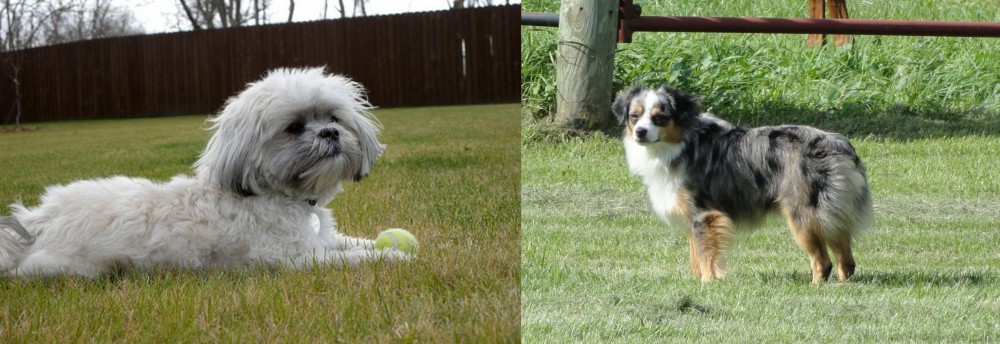 Toy Australian Shepherd vs Mal-Shi - Breed Comparison