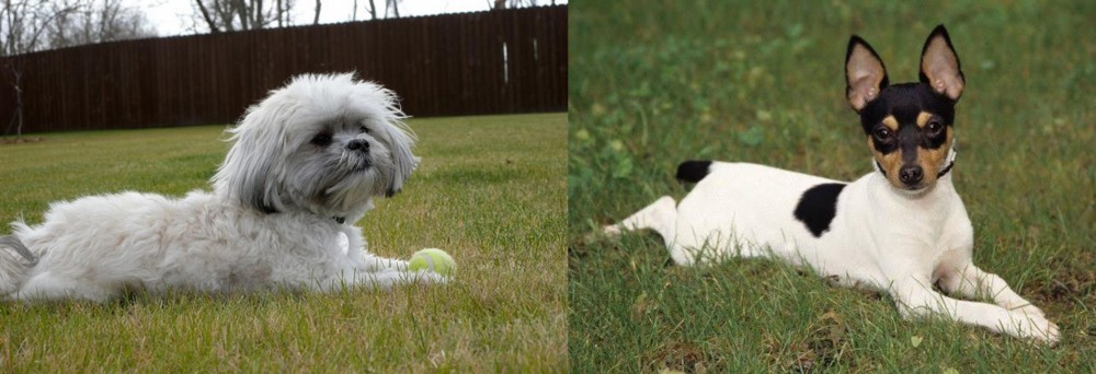 Toy Fox Terrier vs Mal-Shi - Breed Comparison