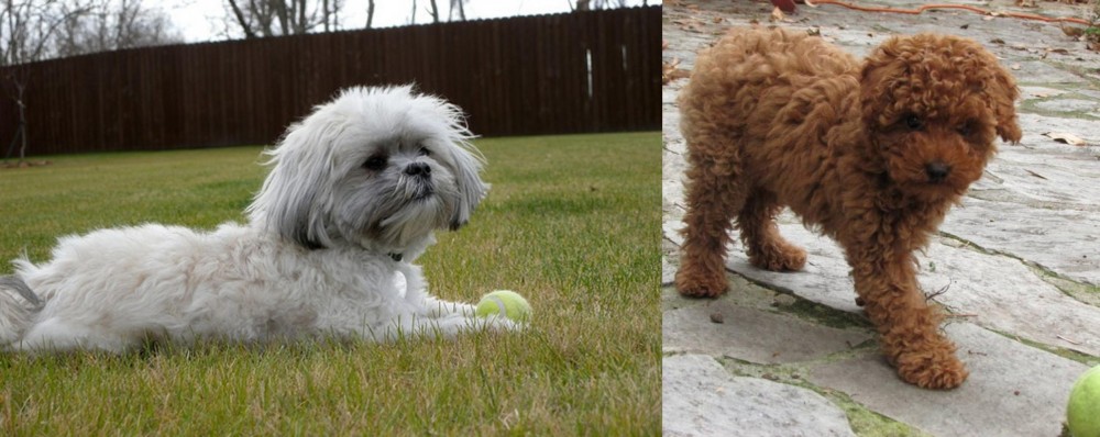 Toy Poodle vs Mal-Shi - Breed Comparison