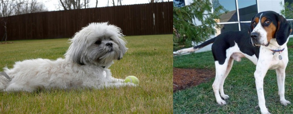 Treeing Walker Coonhound vs Mal-Shi - Breed Comparison