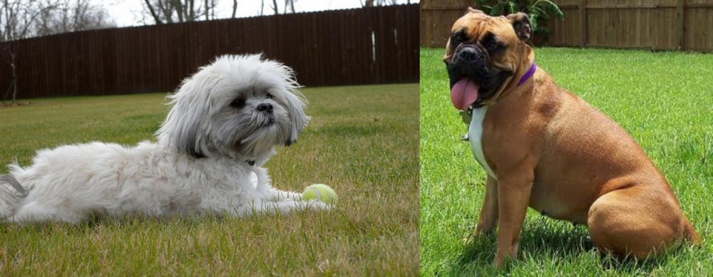 Valley Bulldog vs Mal-Shi - Breed Comparison