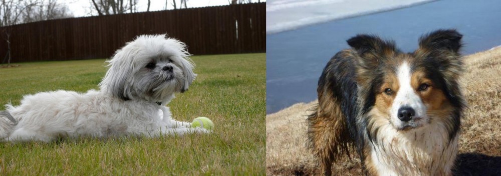 Welsh Sheepdog vs Mal-Shi - Breed Comparison