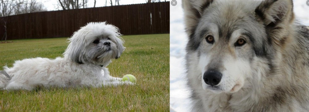 Wolfdog vs Mal-Shi - Breed Comparison
