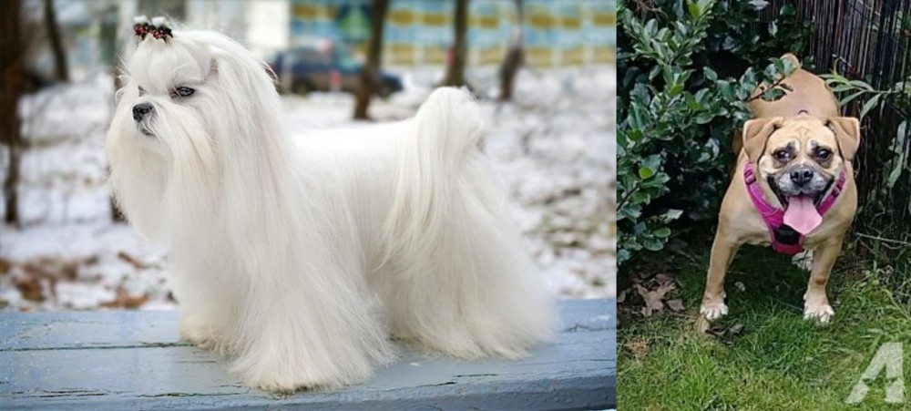 Beabull vs Maltese - Breed Comparison
