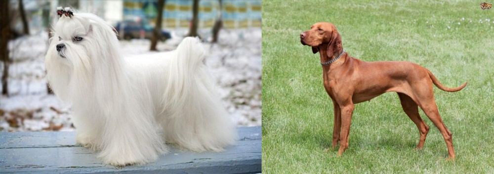 Hungarian Vizsla vs Maltese - Breed Comparison