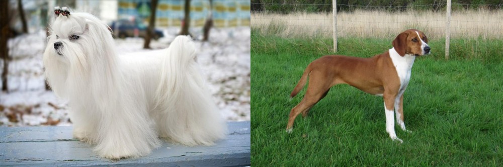 Hygenhund vs Maltese - Breed Comparison
